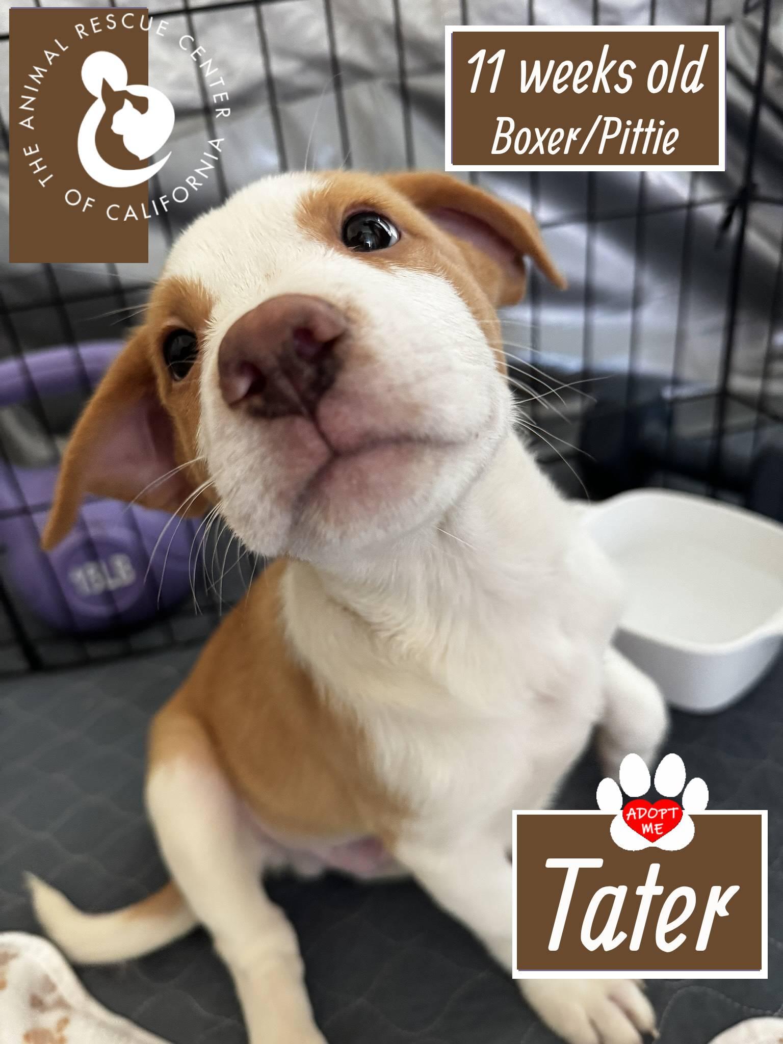 Tater, Adopted, Puppy Male Pit Bull Terrier & Boxer.