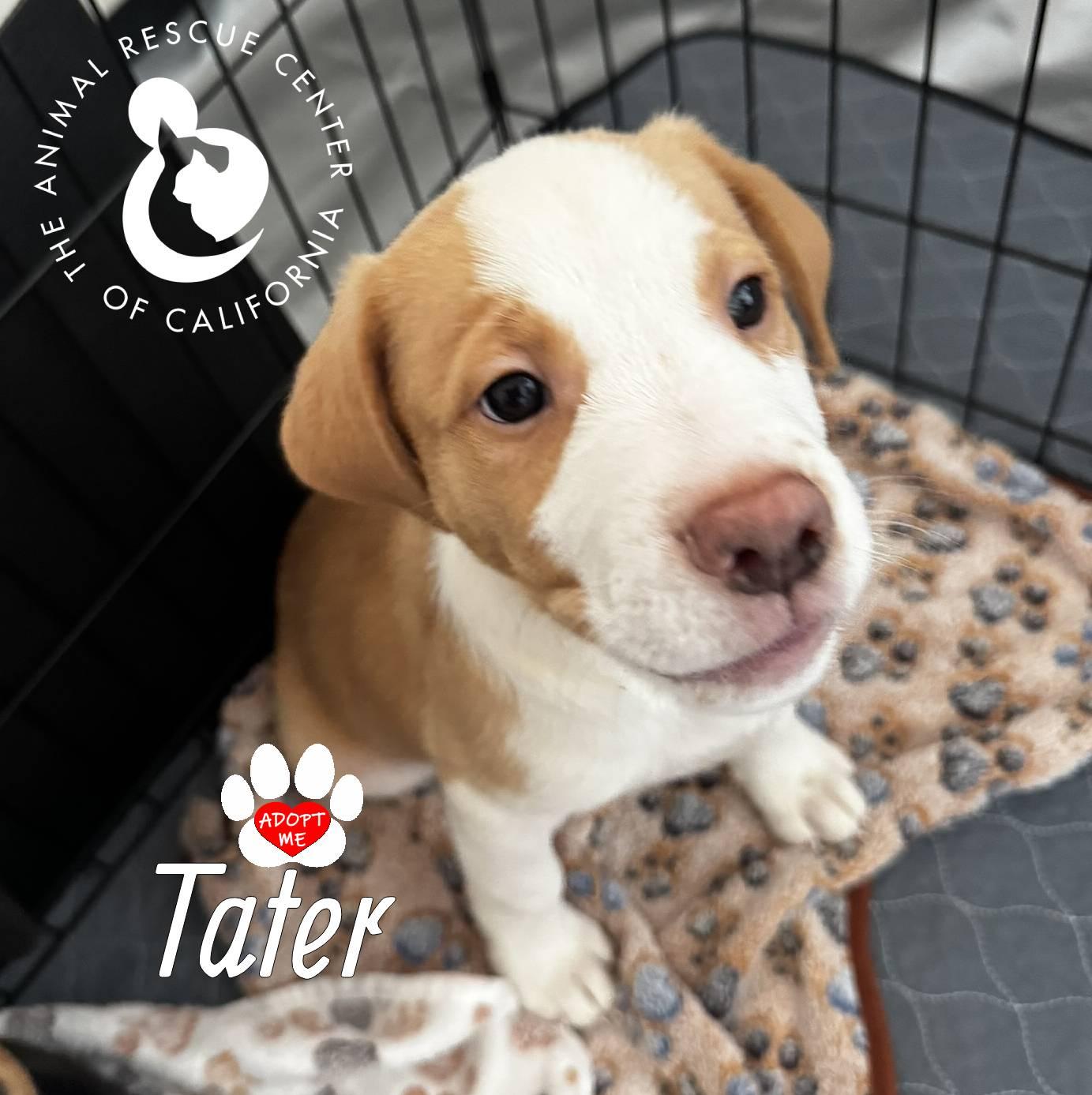 Enlarge Tater, a Adopted mixed breed in Coachella, CA image 4/5
