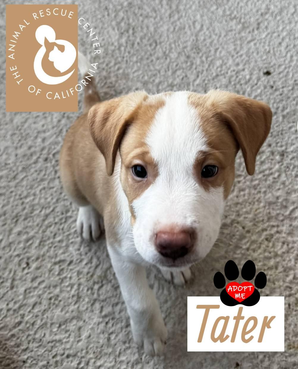 Enlarge Tater, a Adopted mixed breed in Coachella, CA image 2/5
