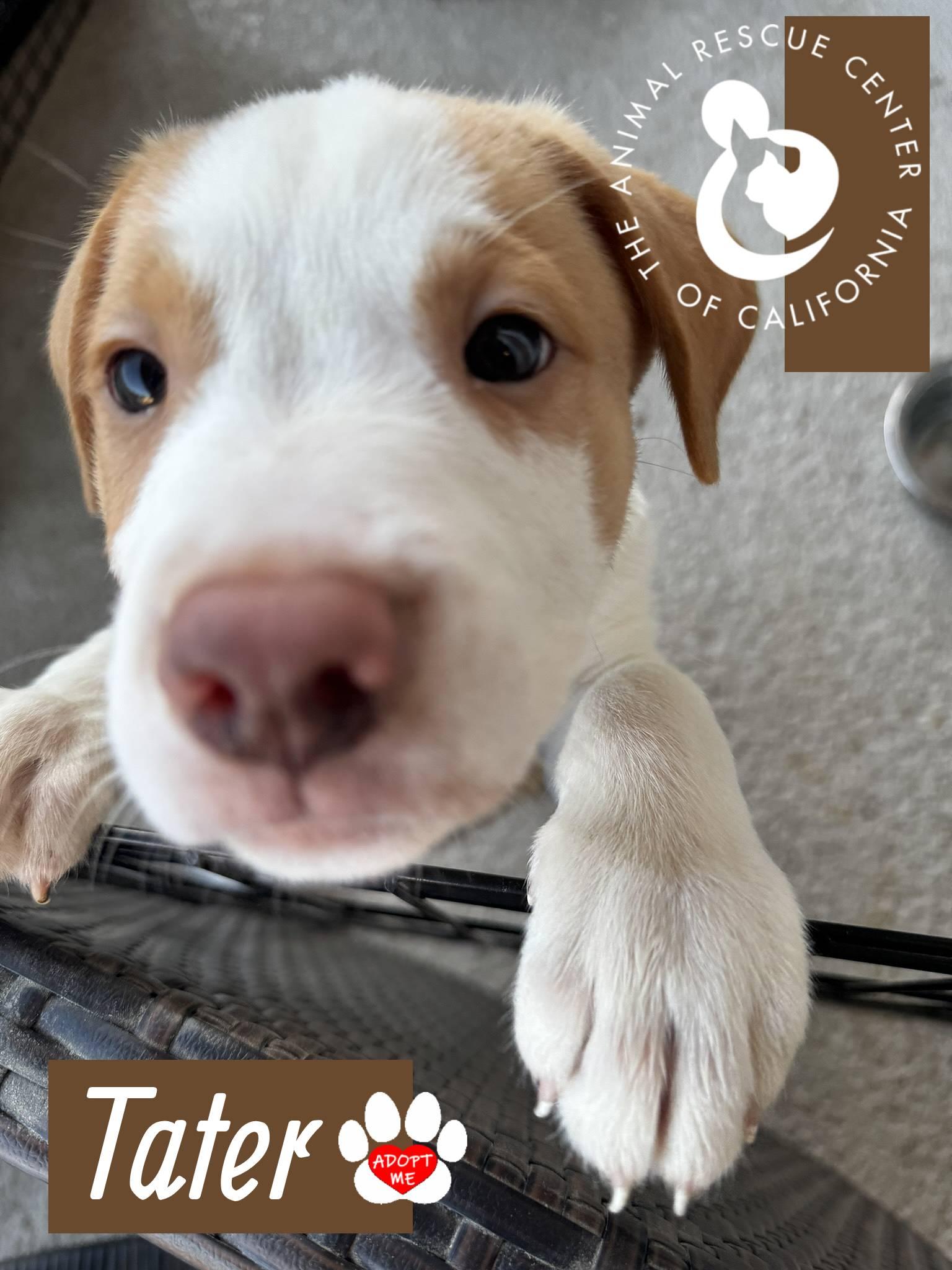 Enlarge Tater, a Adopted mixed breed in Coachella, CA image 3/5