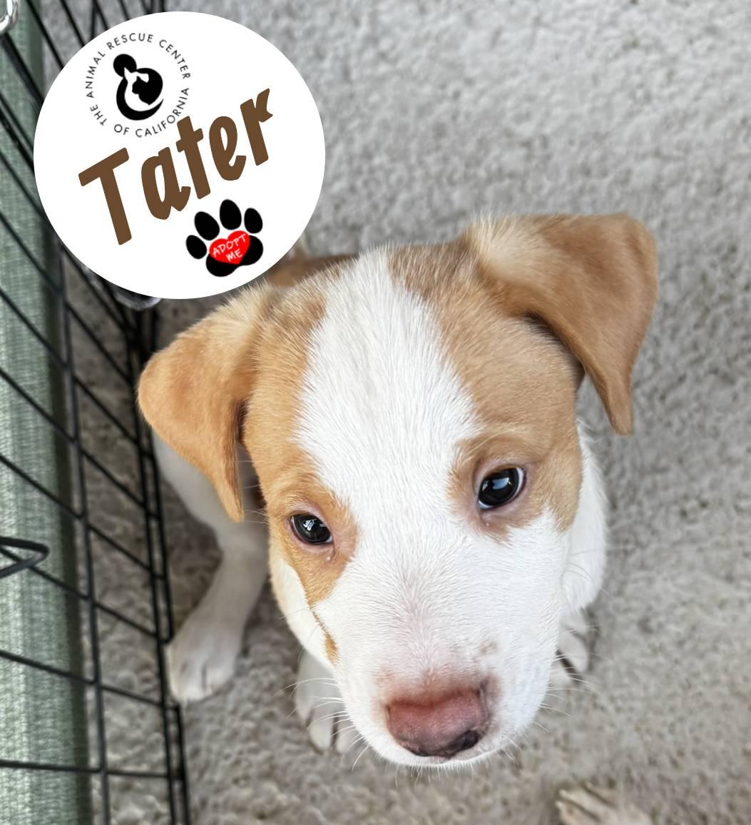 Enlarge Tater, a Adopted mixed breed in Coachella, CA image 5/5