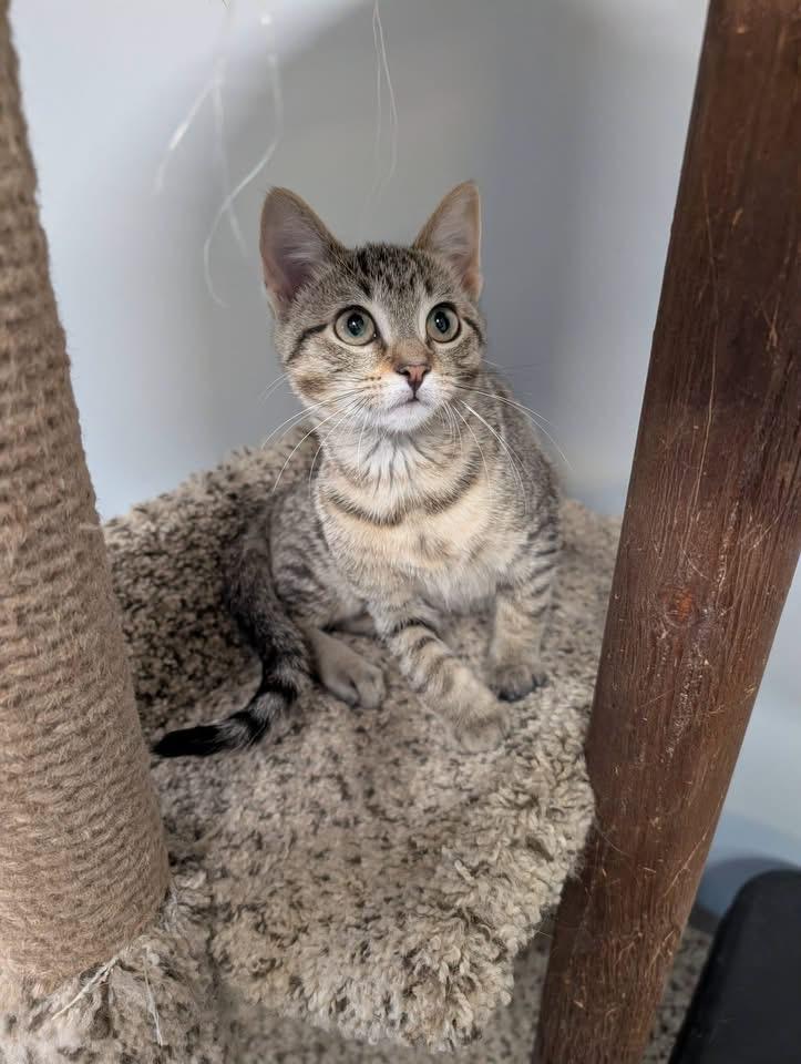 Emmy, a ADOPTABLE Domestic Short Hair in Muncie, IN image 2/3