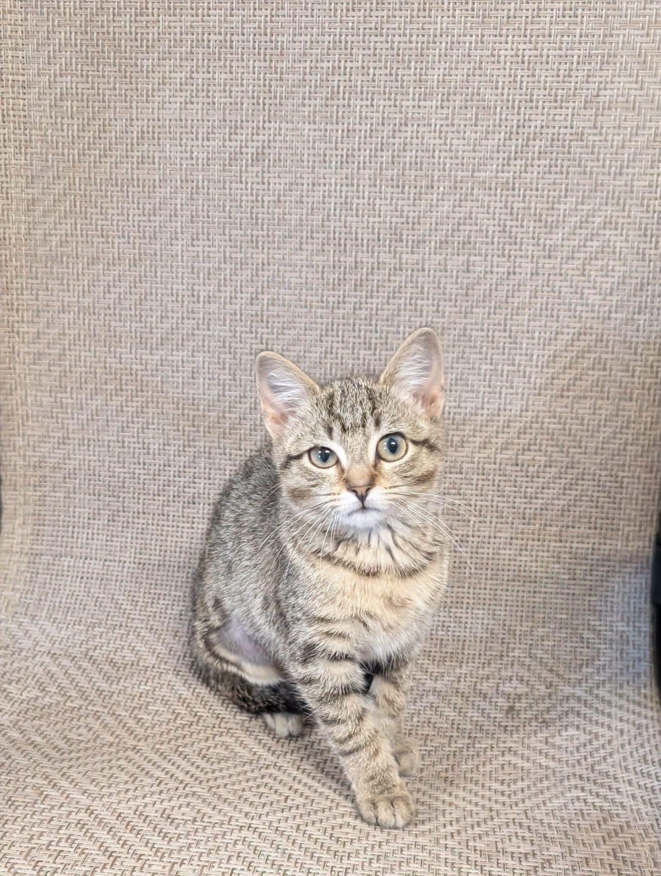 Emmy, a ADOPTABLE Domestic Short Hair in Muncie, IN image 3/3