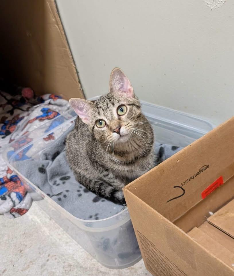 Enlarge Emmy, a Adoptable Domestic Short Hair in Muncie, IN image 1/4