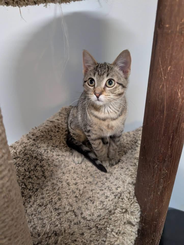 Emmy, ADOPTABLE, Kitten Female Domestic Short Hair.