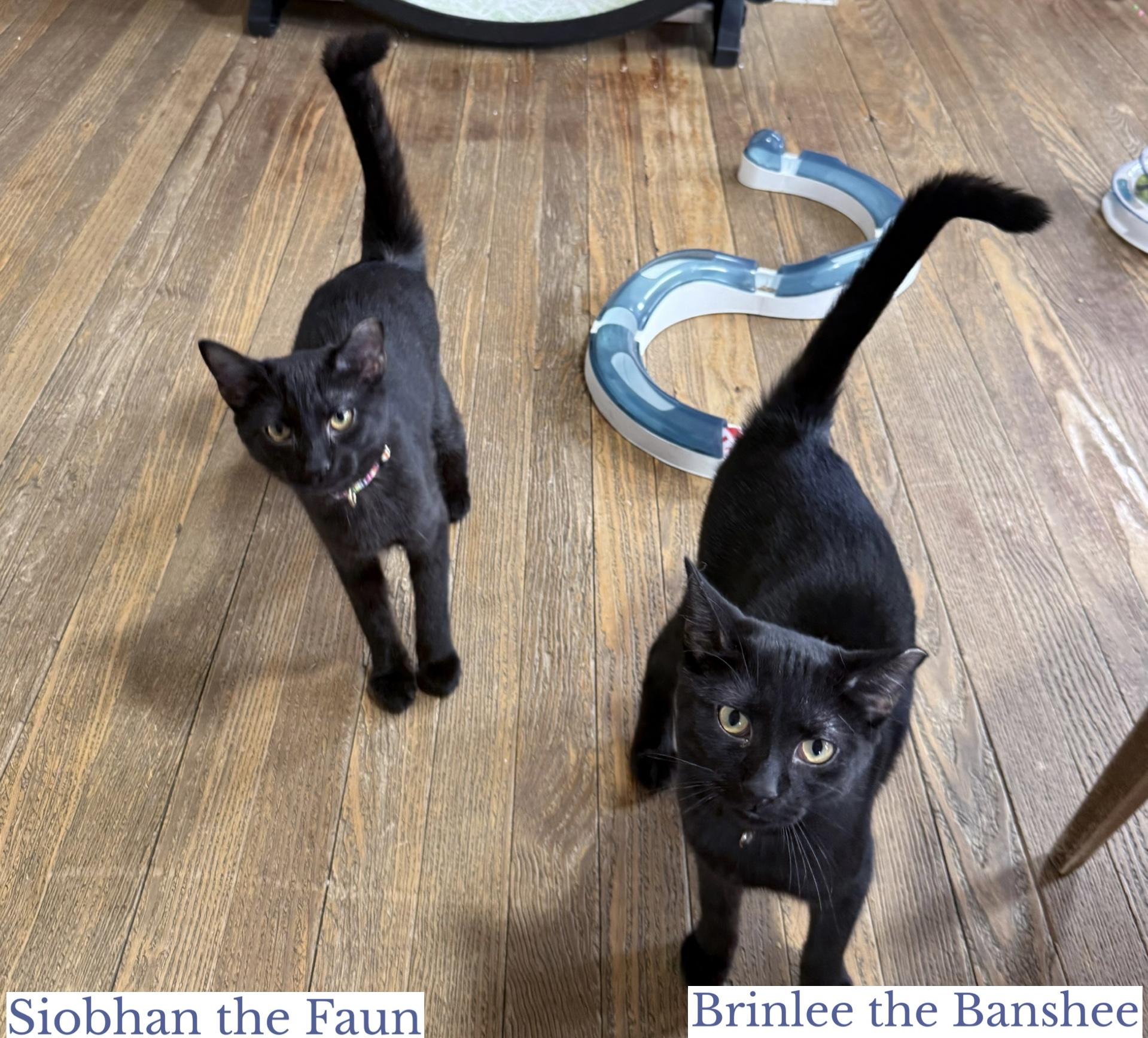 Enlarge Brinlee the Banshee, a ADOPTABLE Domestic Short Hair in Berkeley Springs, WV image 2/5