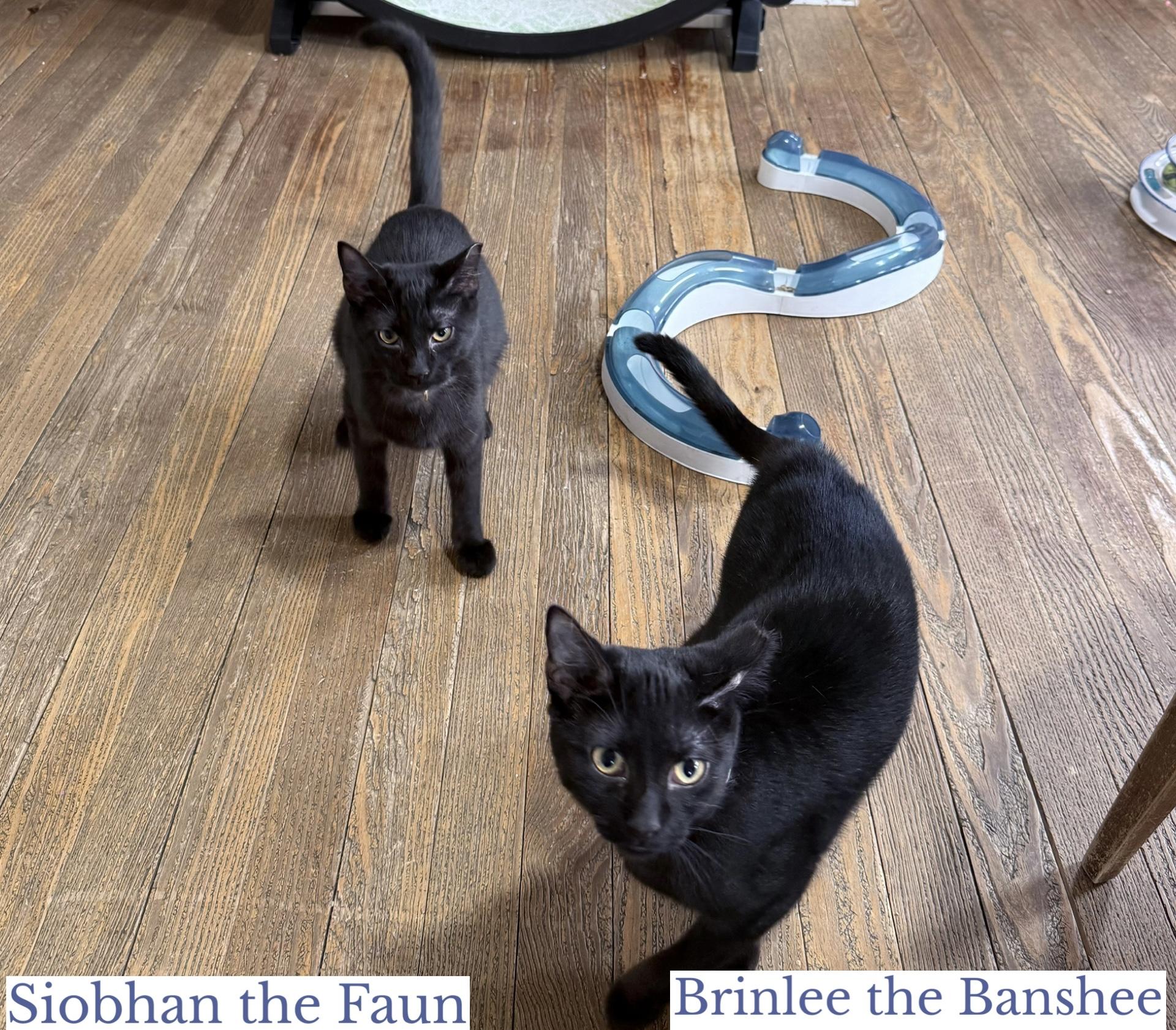 Enlarge Brinlee the Banshee, a ADOPTABLE Domestic Short Hair in Berkeley Springs, WV image 3/5