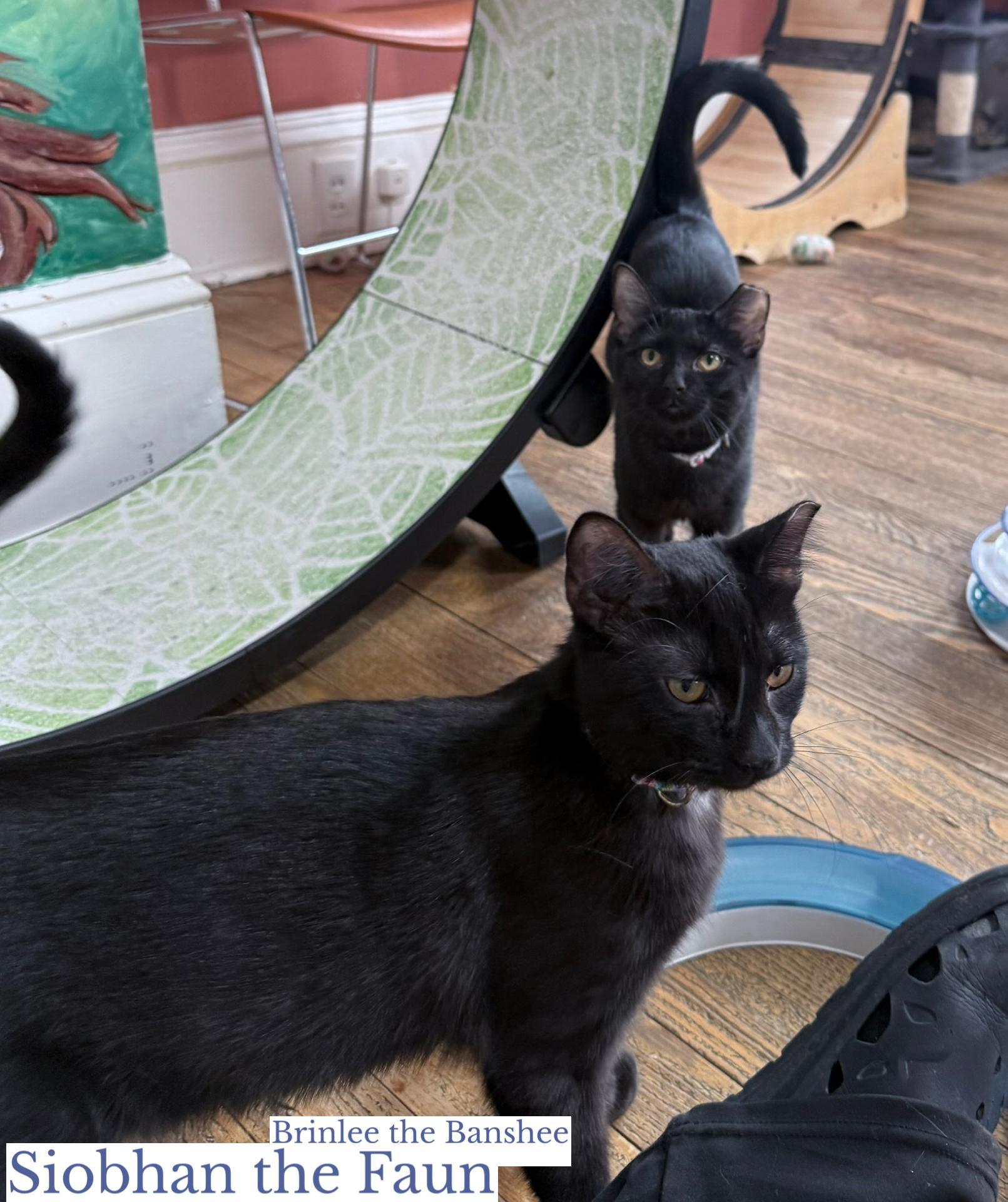 Enlarge Brinlee the Banshee, a ADOPTABLE Domestic Short Hair in Berkeley Springs, WV image 4/5