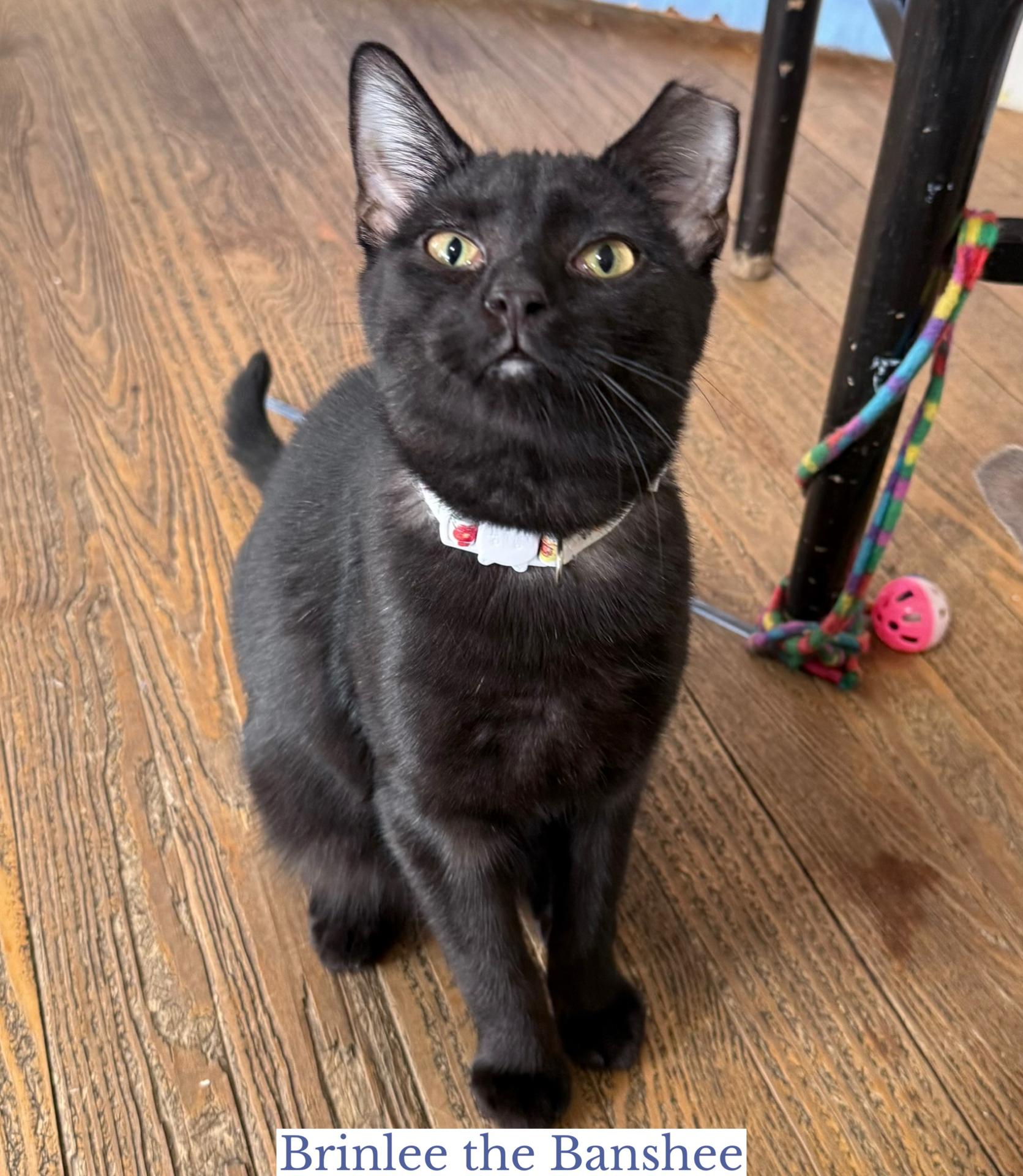 Enlarge Brinlee the Banshee, a ADOPTABLE Domestic Short Hair in Berkeley Springs, WV image 1/5