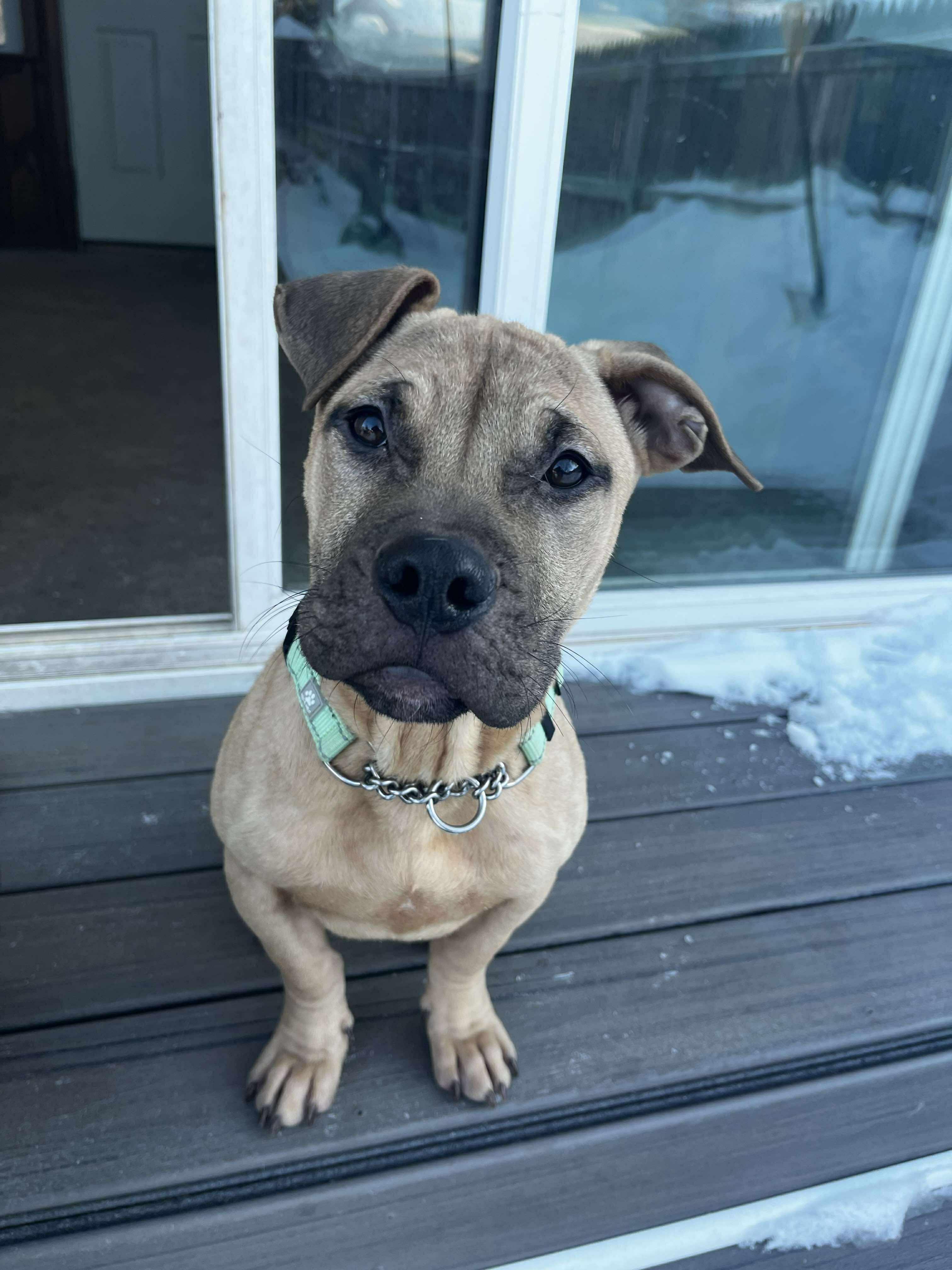 Enlarge Gabriel, an adopted mixed breed in West Warwick, RI image 4/6