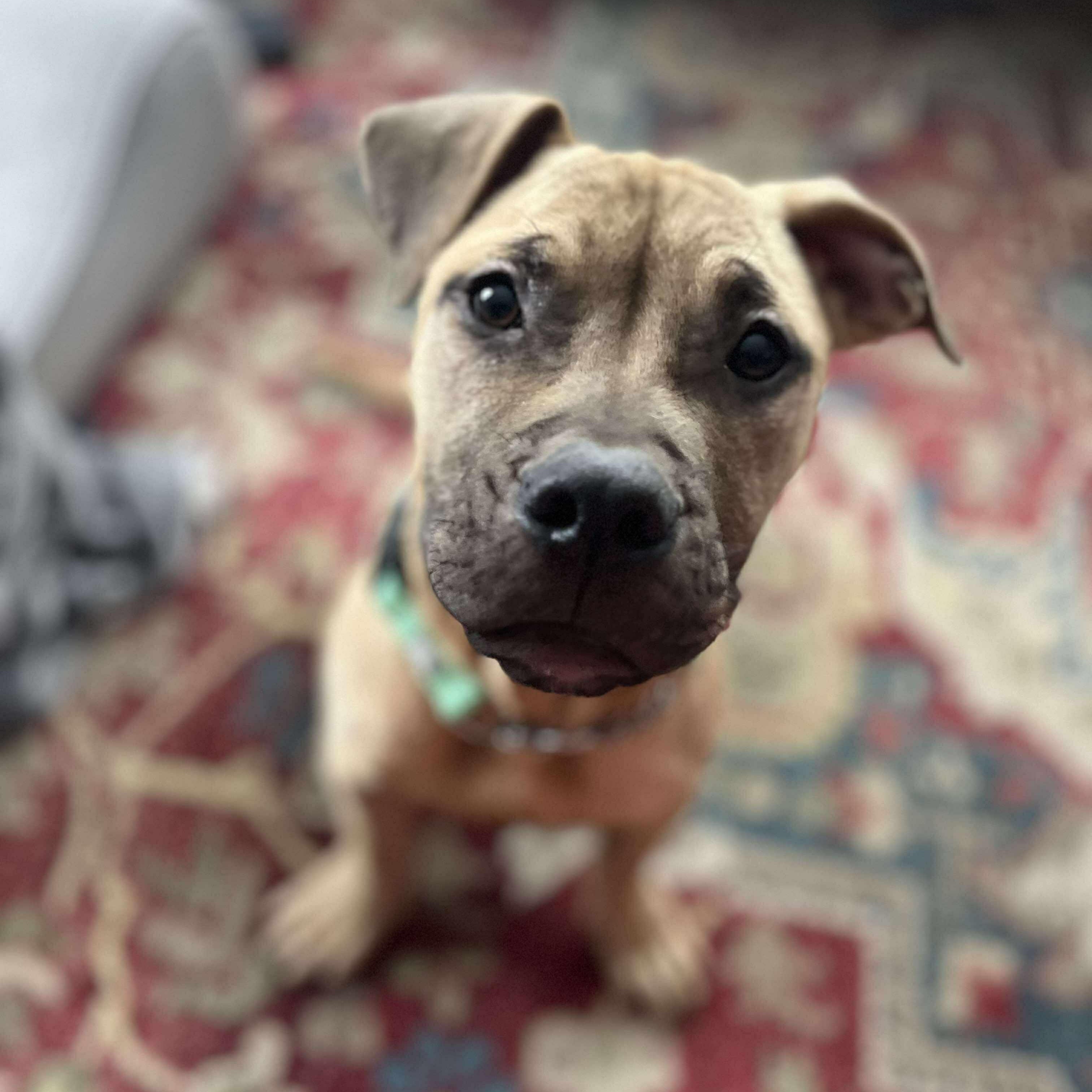 Enlarge Gabriel, an adopted mixed breed in West Warwick, RI image 1/6