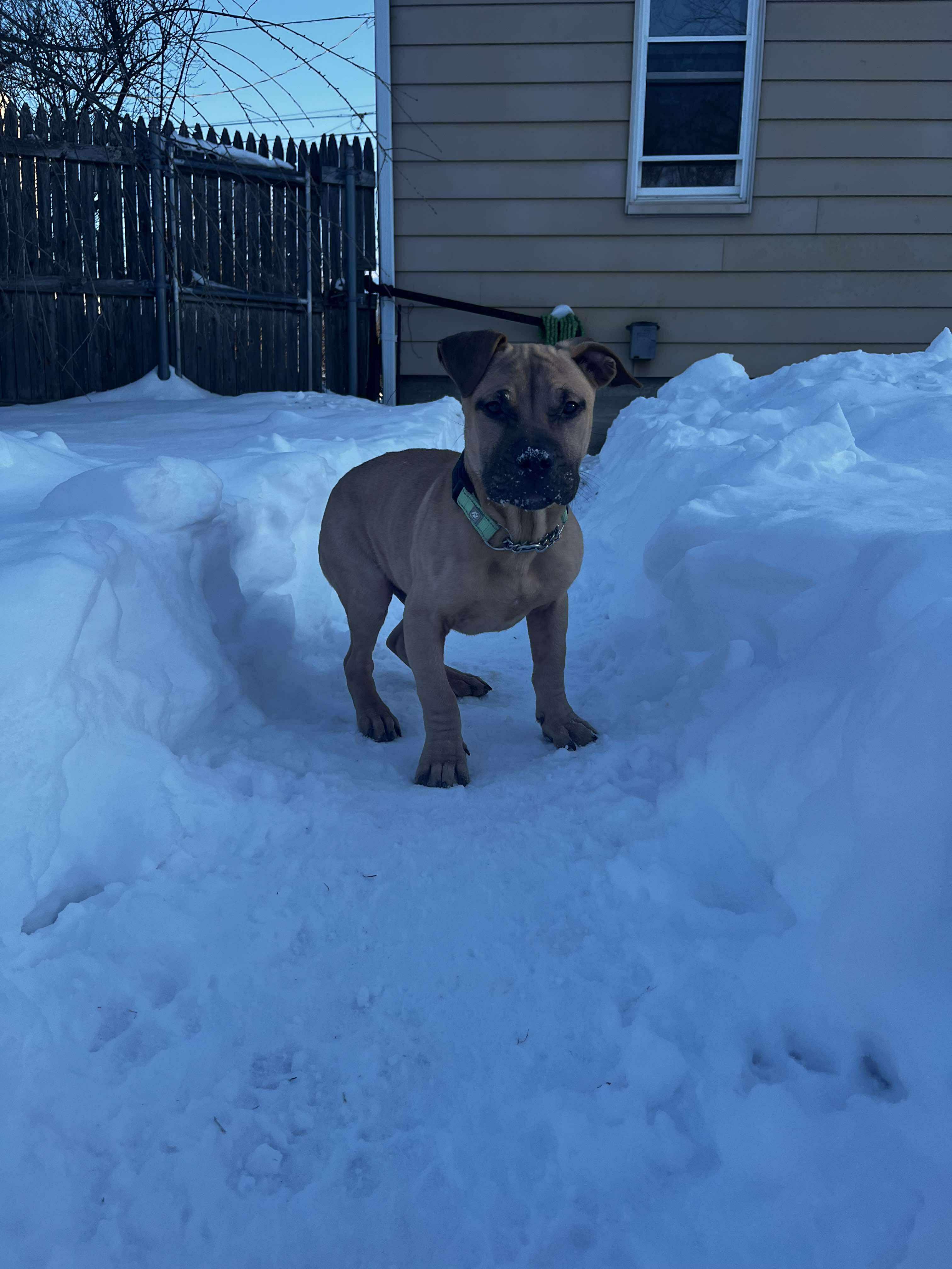 Enlarge Gabriel, an adopted mixed breed in West Warwick, RI image 5/6