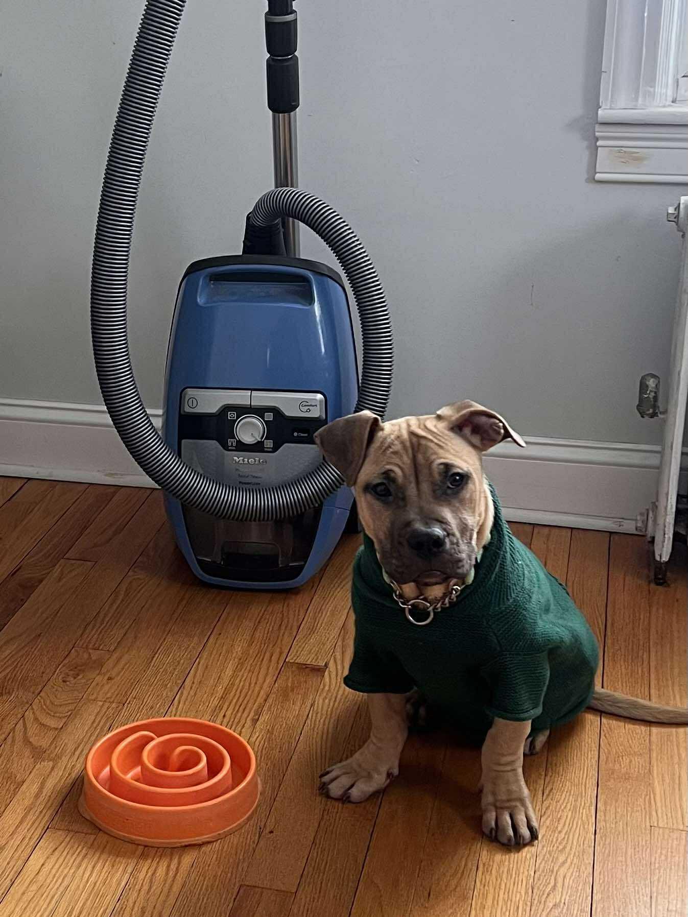 Enlarge Gabriel, an adopted mixed breed in West Warwick, RI image 3/6