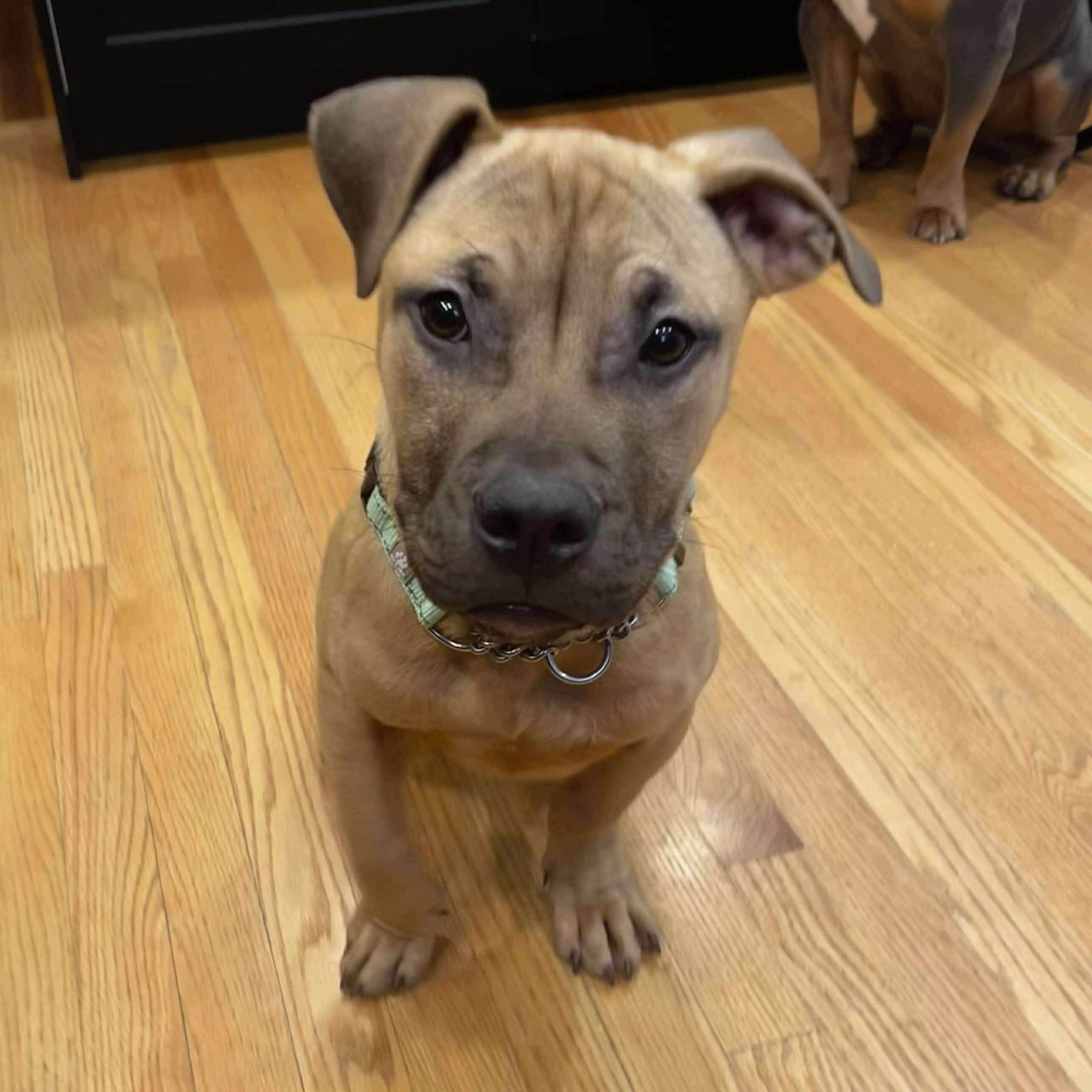 Enlarge Gabriel, an adopted mixed breed in West Warwick, RI image 2/6