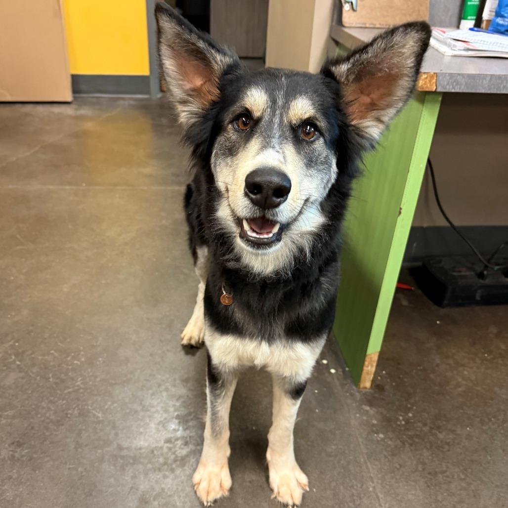 Penny, Adoptable, Adult Female Shepherd & Husky.