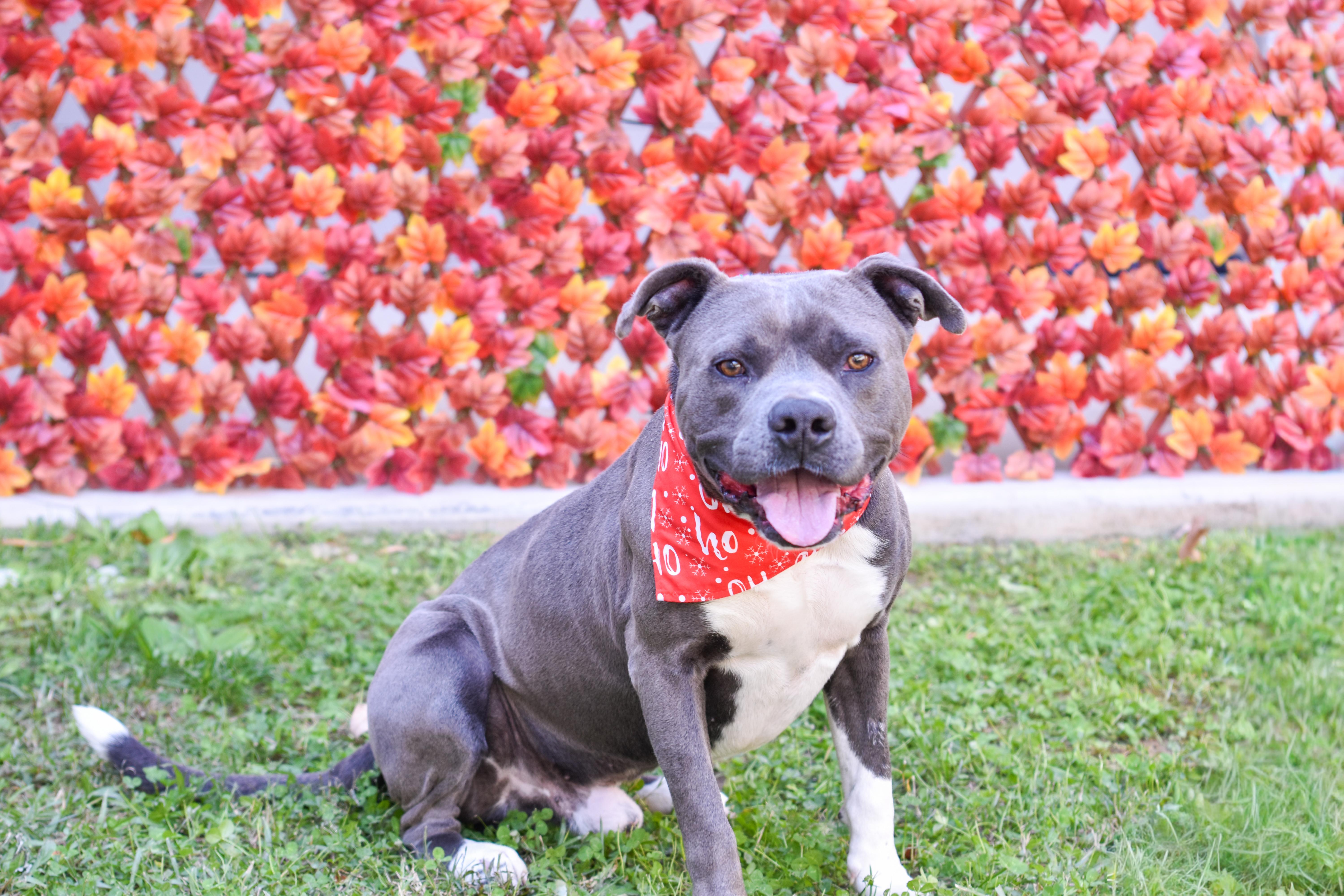 Enlarge Ravi, a Adoptable mixed breed in Lancaster, SC image 1/6