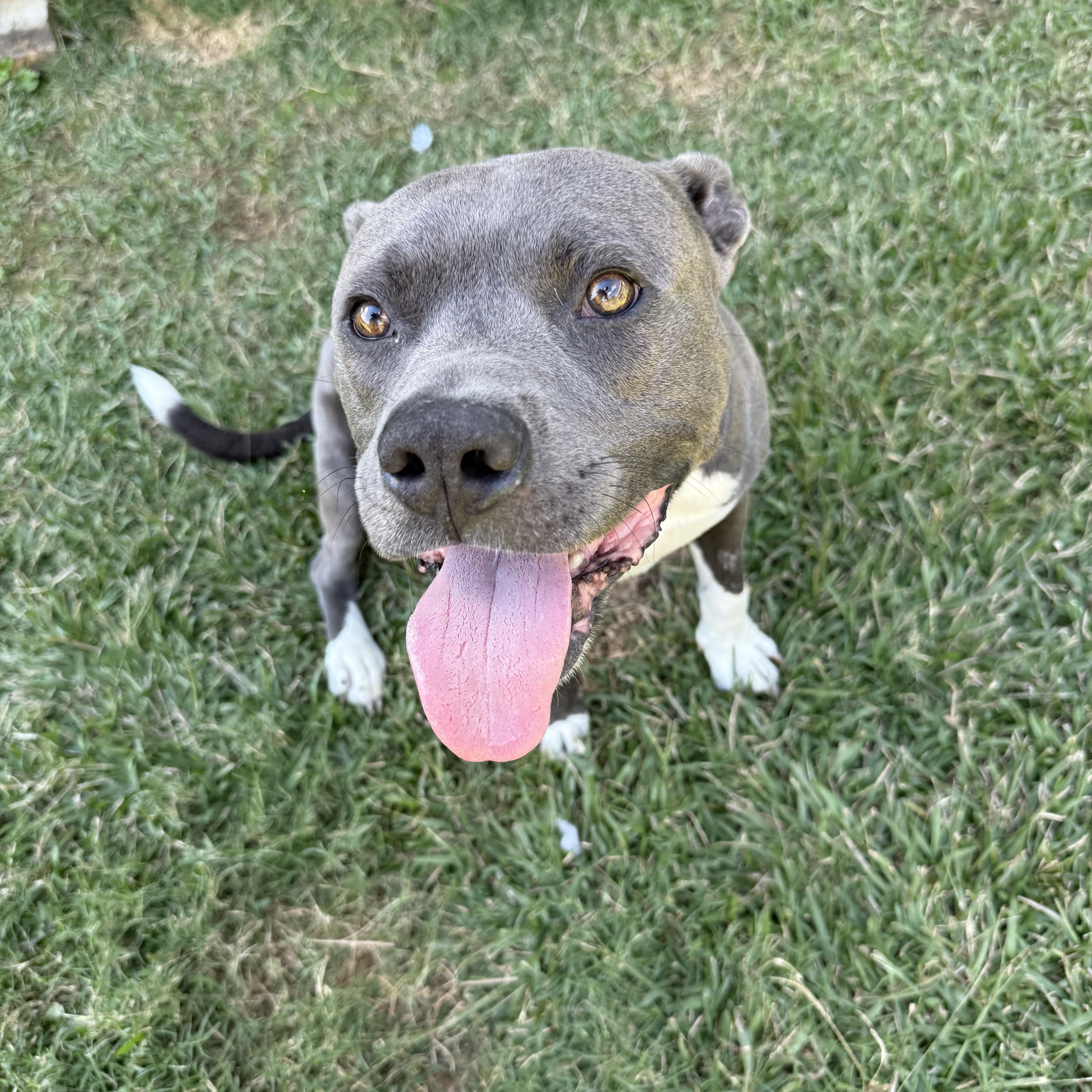 Ravi, Adoptable, Adult Male Terrier.