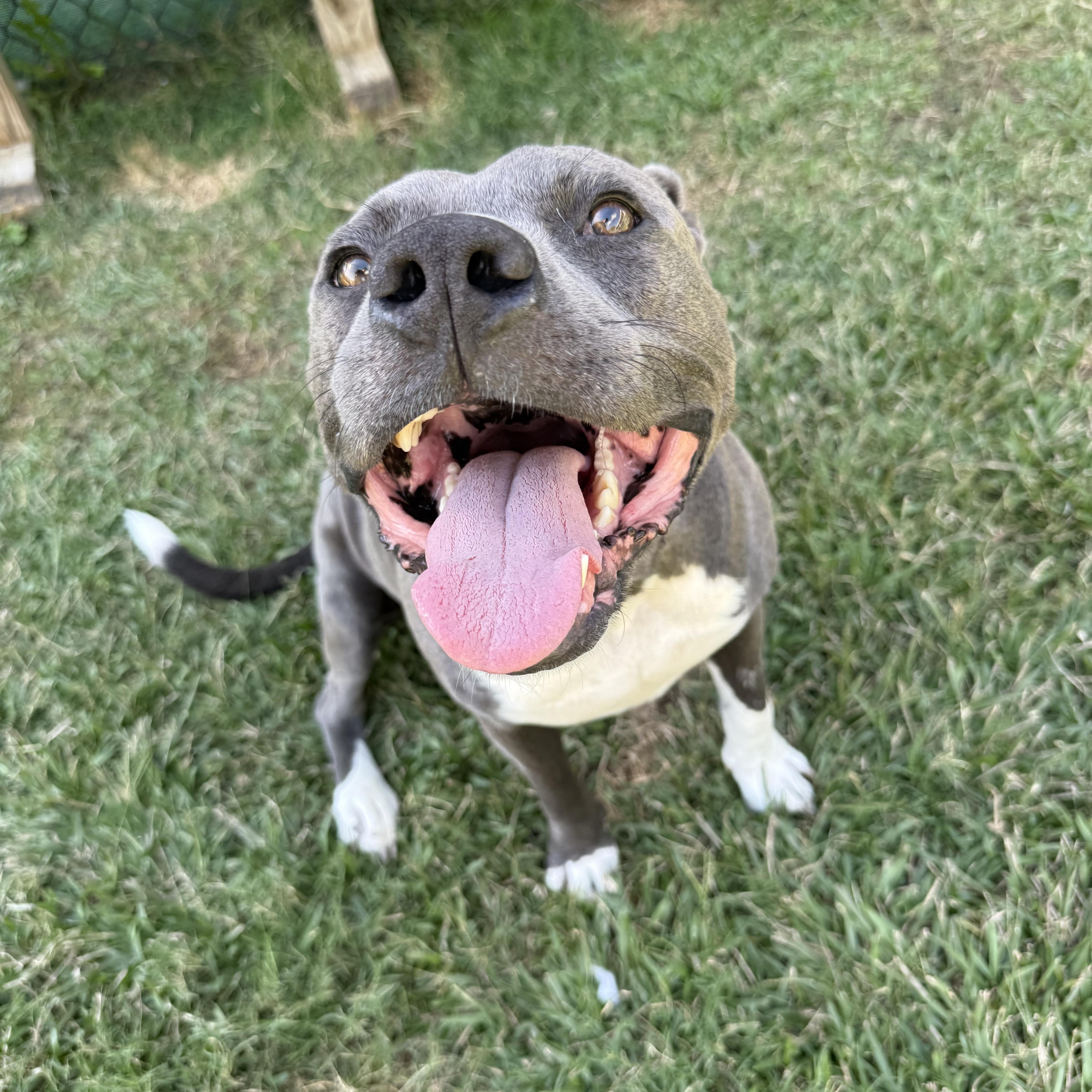 Enlarge Ravi, a Adoptable mixed breed in Lancaster, SC image 3/6