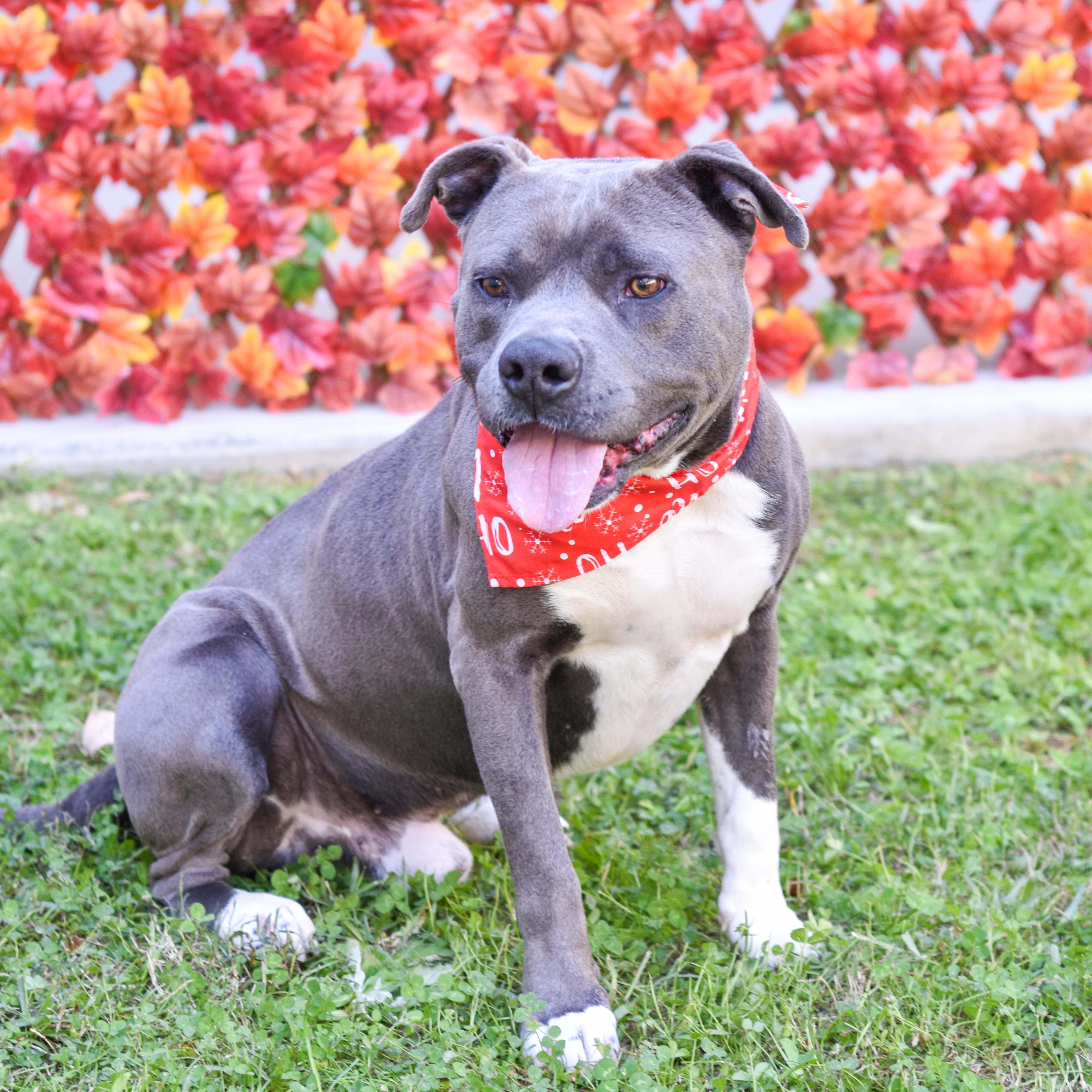 Enlarge Ravi, a Adoptable mixed breed in Lancaster, SC image 4/6