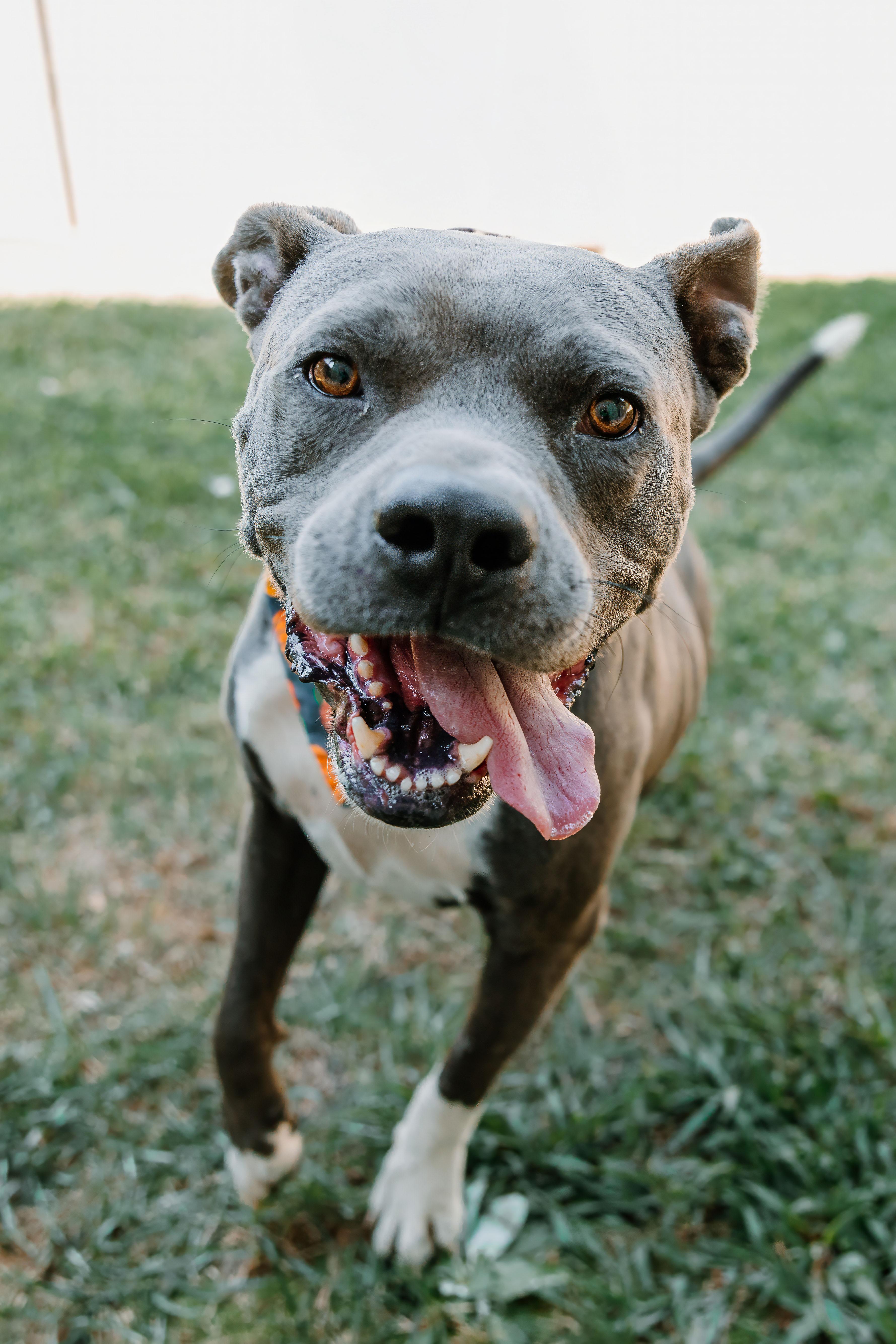 Enlarge Ravi, a Adoptable mixed breed in Lancaster, SC image 5/6