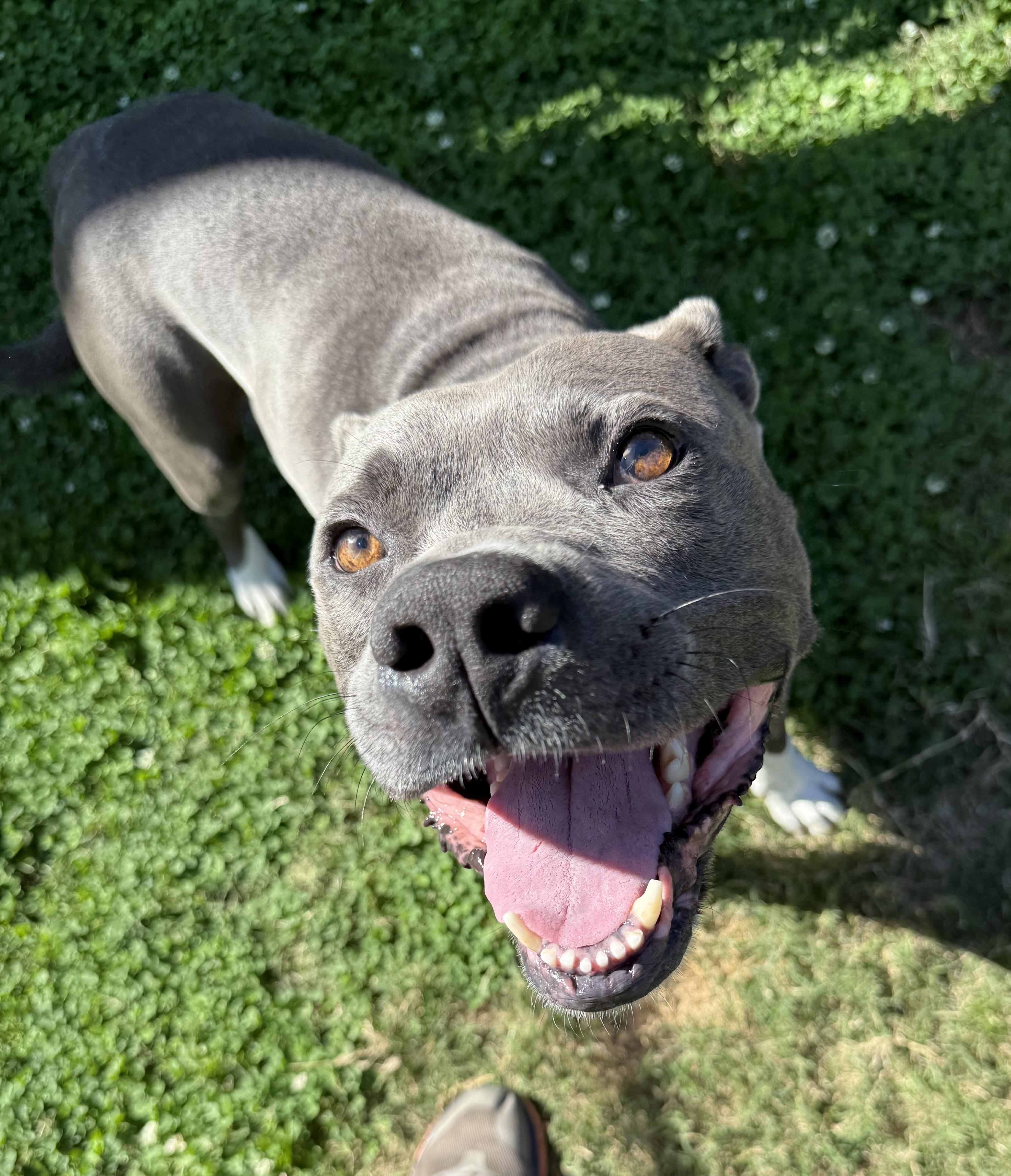 Enlarge Ravi, a Adoptable mixed breed in Lancaster, SC image 6/6