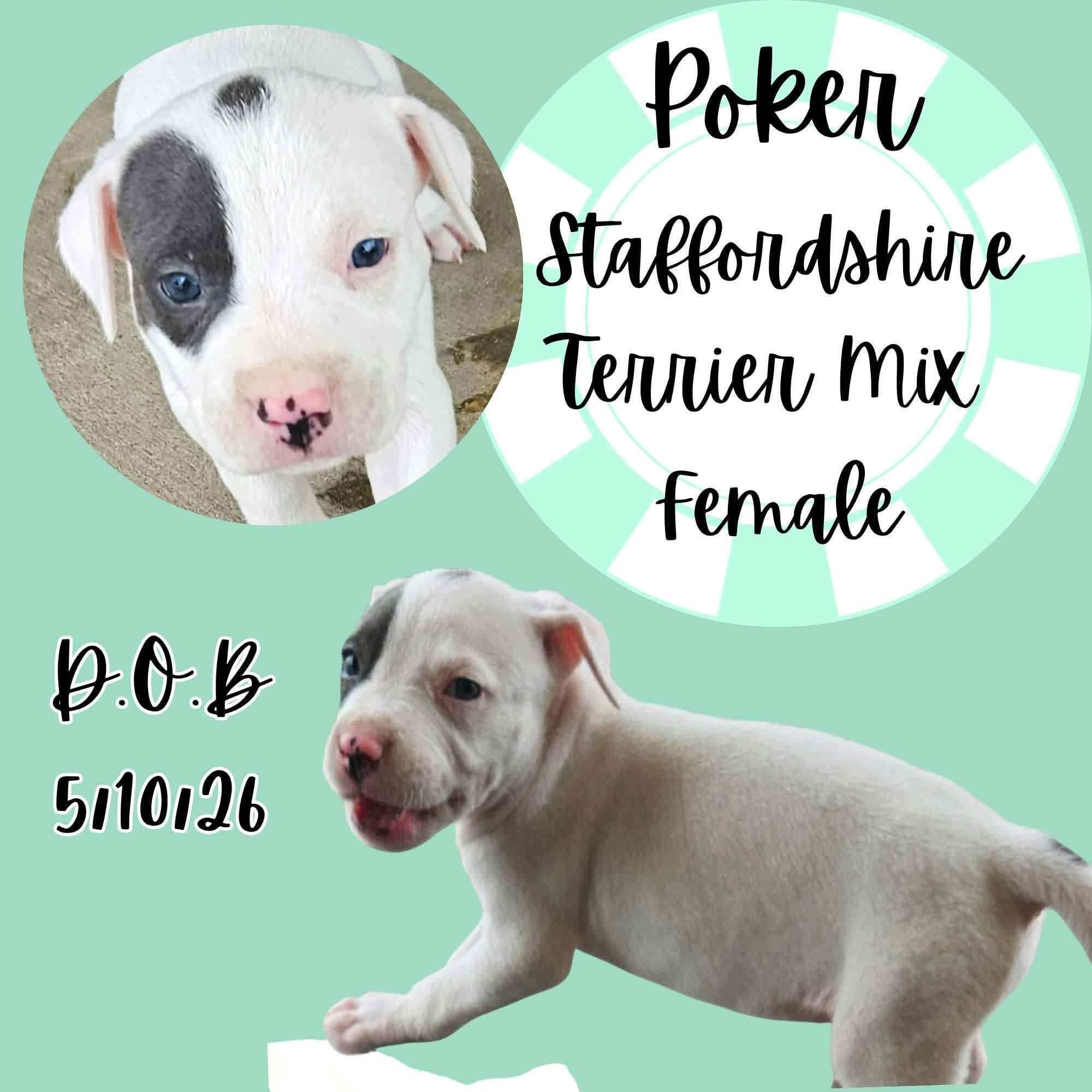 Poker, adopted, Puppy Female American Staffordshire Terrier.