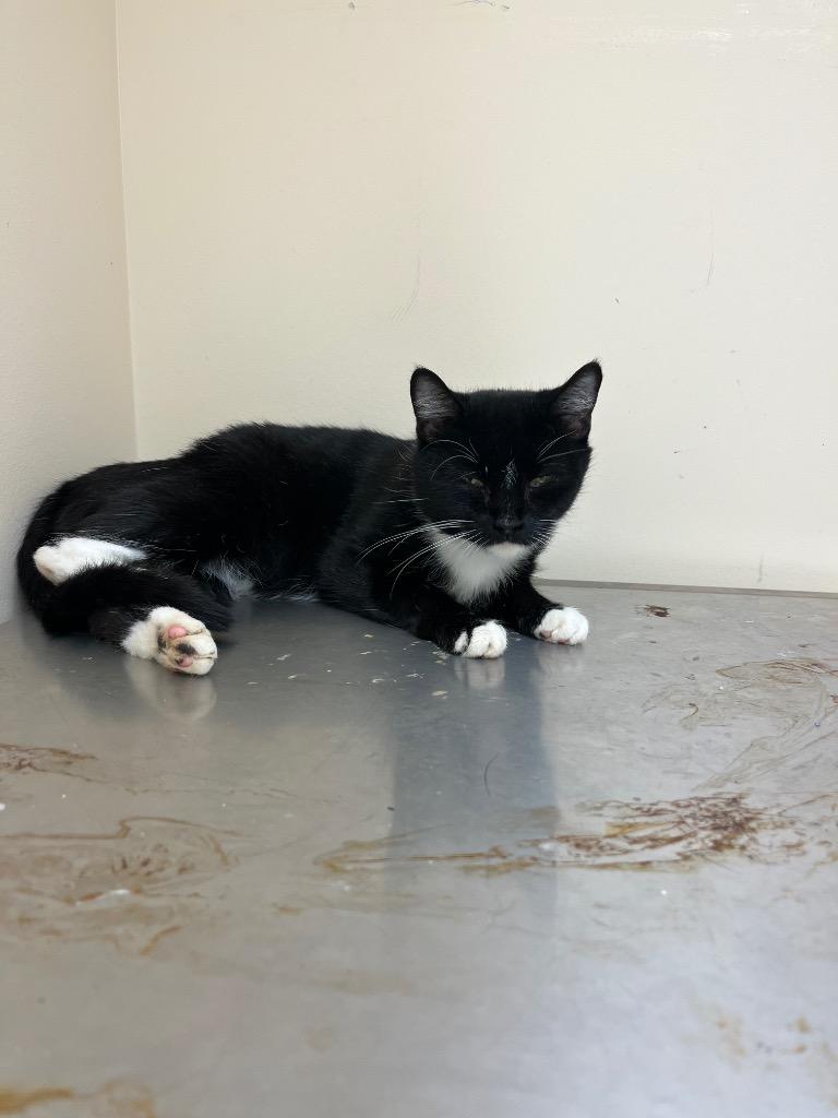 Lentigo, a Adoptable mixed breed in Clinton, SC image 1/3