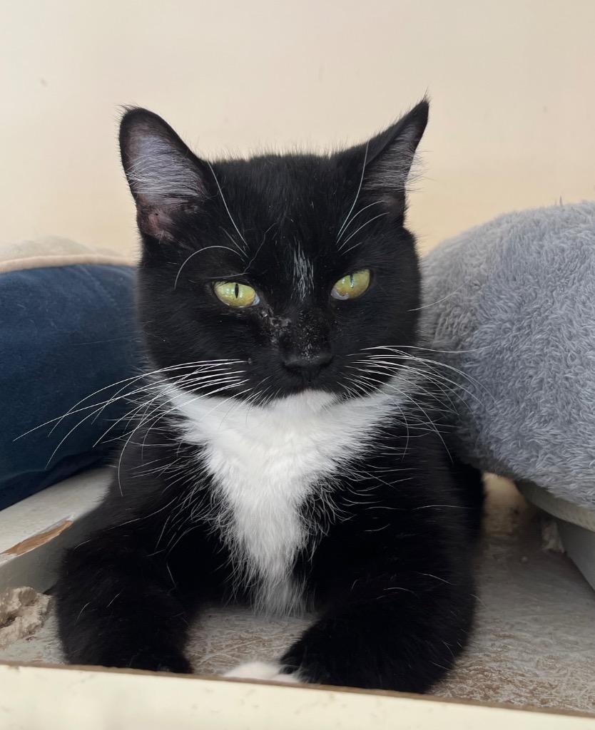 Enlarge Lentigo, a Adoptable mixed breed in Clinton, SC image 2/5