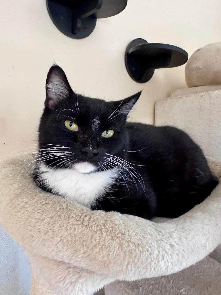 Enlarge Lentigo, a Adoptable mixed breed in Clinton, SC image 3/5