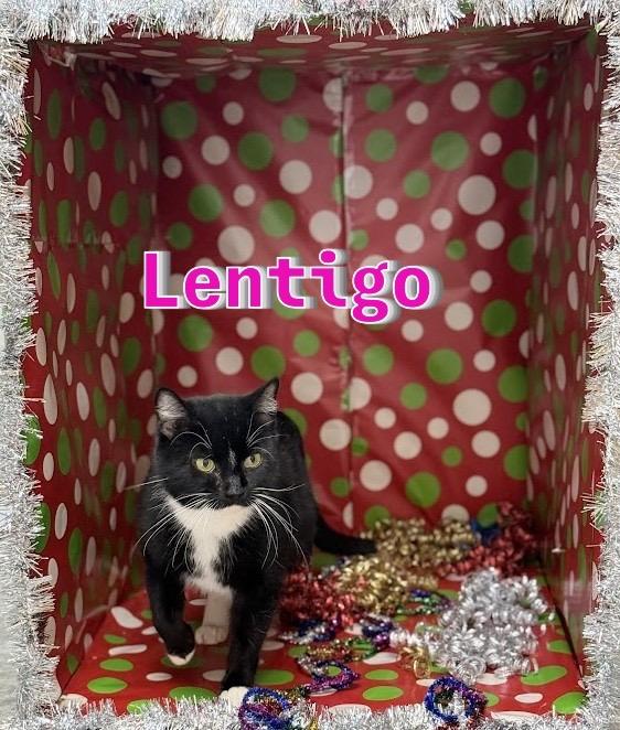 Lentigo, a Adoptable mixed breed in Clinton, SC image 2/3