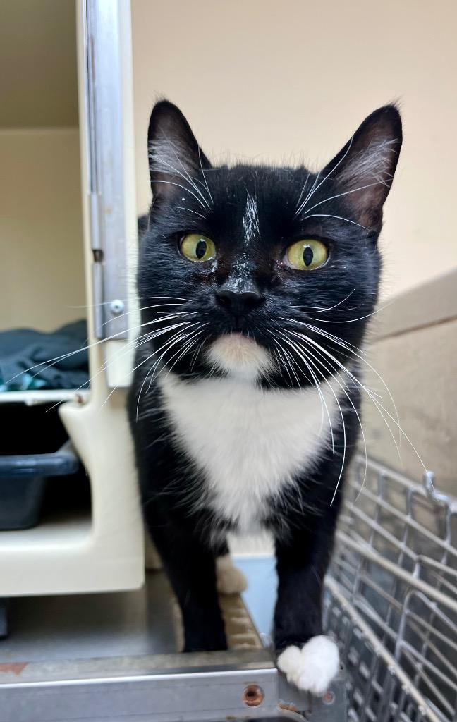 Lentigo, a Adoptable mixed breed in Clinton, SC image 3/3