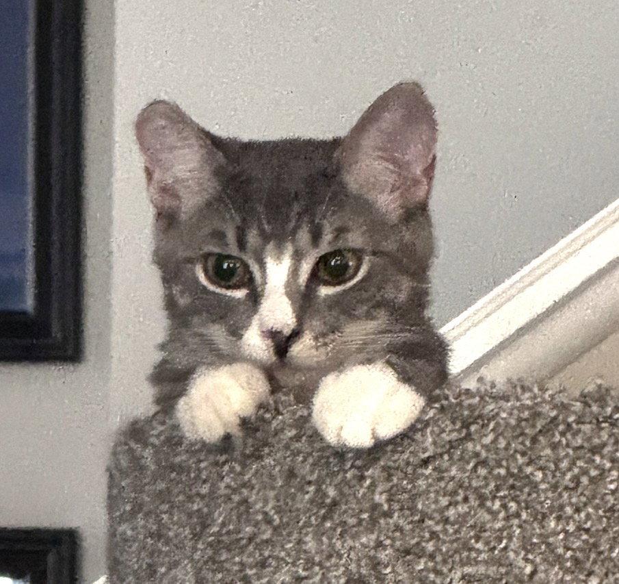 Liz, Adoptable, Kitten Female Tabby.