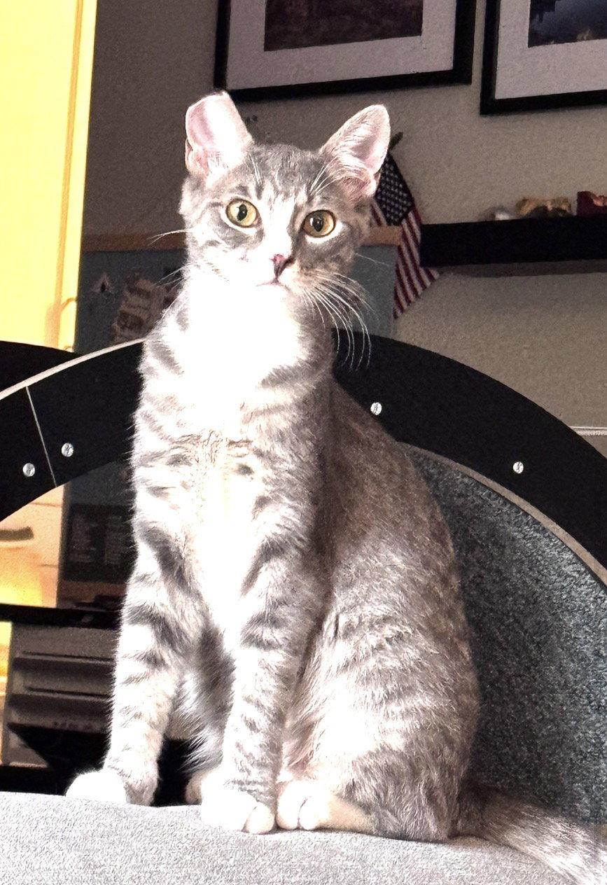 Liz, a Adoptable Tabby in O'Fallon, MO image 2/3