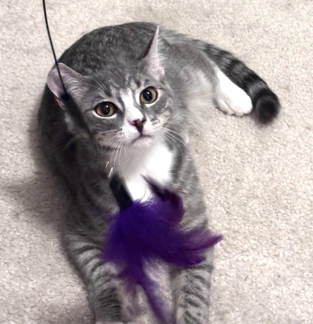Liz, a Adoptable Tabby in O'Fallon, MO image 3/3