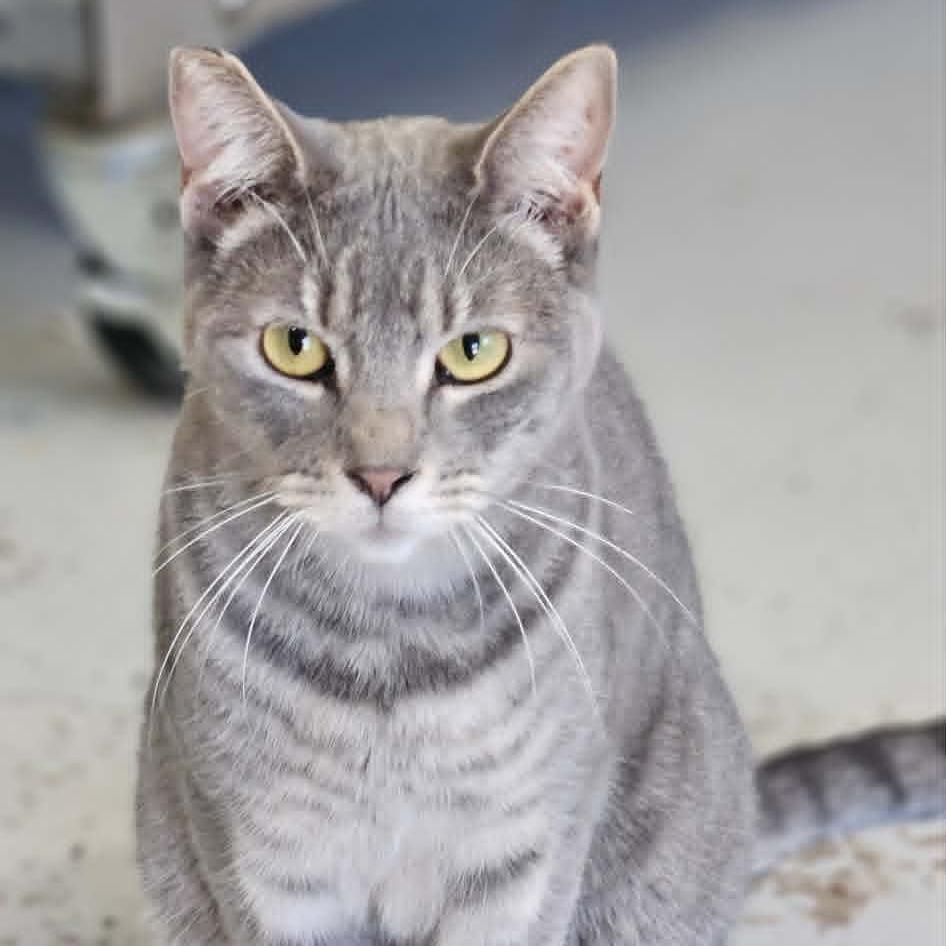 Tweety, Adoptable, Adult Female Domestic Short Hair.