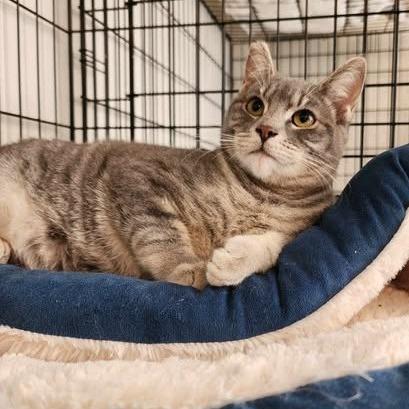 Tweety, Adoptable, Adult Female Domestic Short Hair.