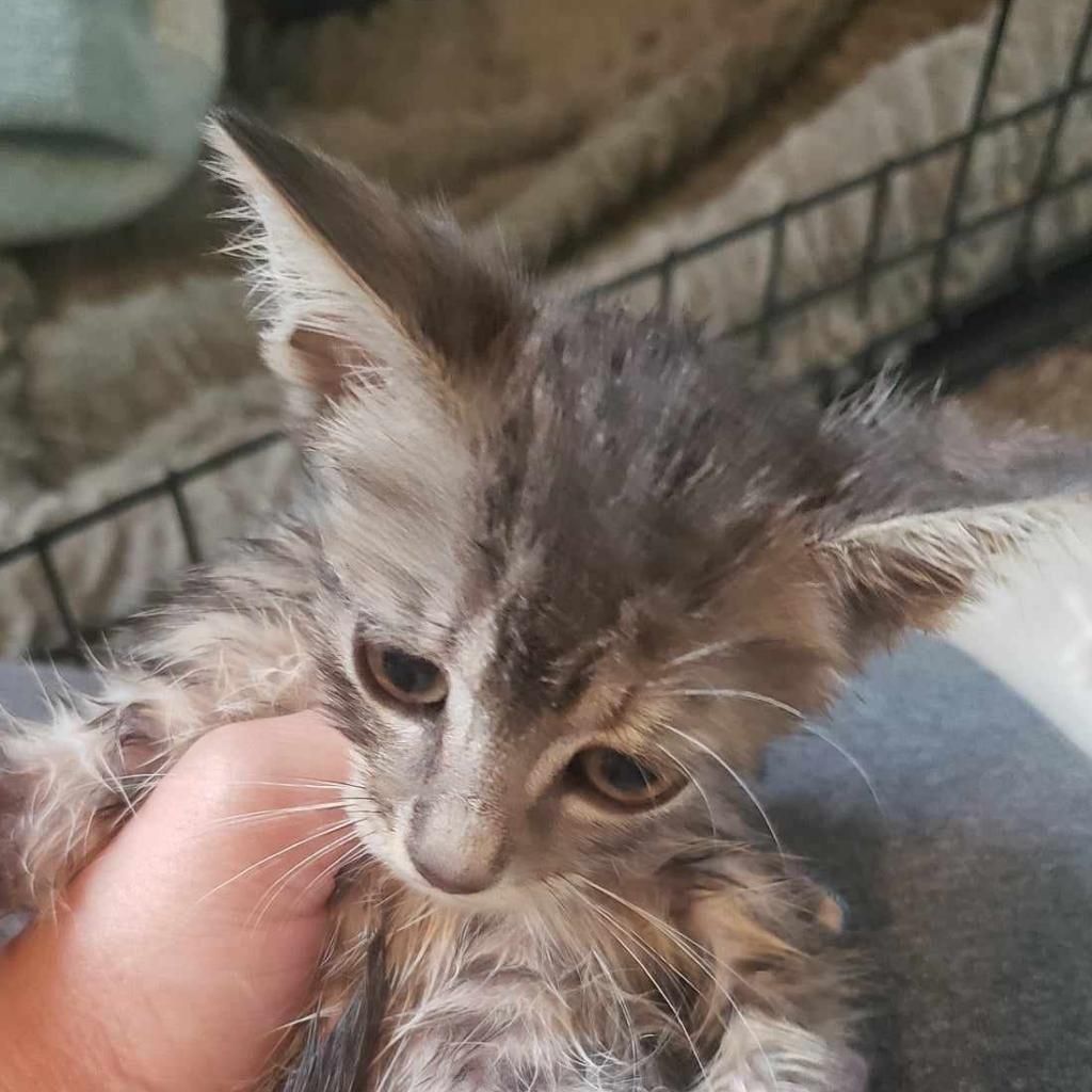 Enlarge Tweety, a Adoptable Domestic Short Hair in Jacksonville, OR image 2/2