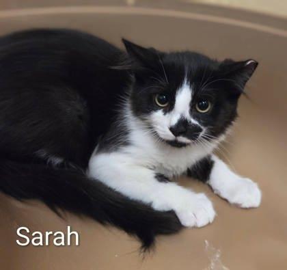 Sarah, Adoptable, Kitten Male Domestic Short Hair & Domestic Short Hair.