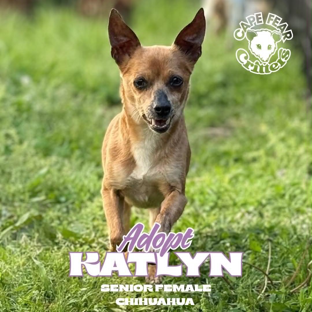 Katlyn, ADOPTABLE, Senior Female Chihuahua.