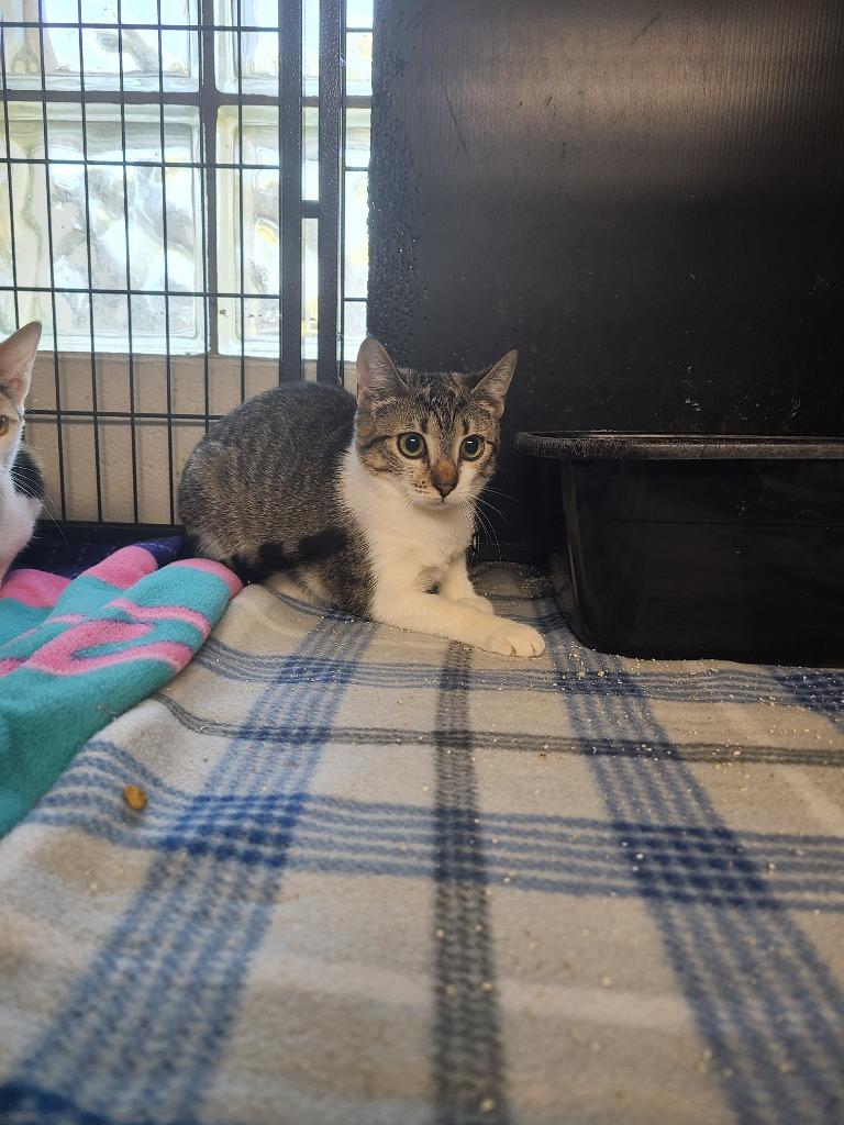 Enlarge C1961-25 Sprout Seedly, a Adoptable mixed breed in Tifton, GA image 1/1