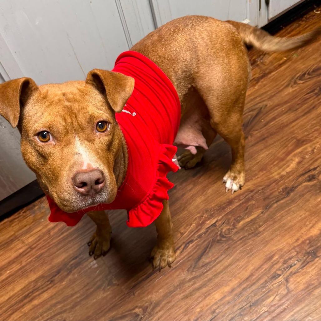 Gingy, Adoptable, Adult Female American Staffordshire Terrier & Mixed Breed.