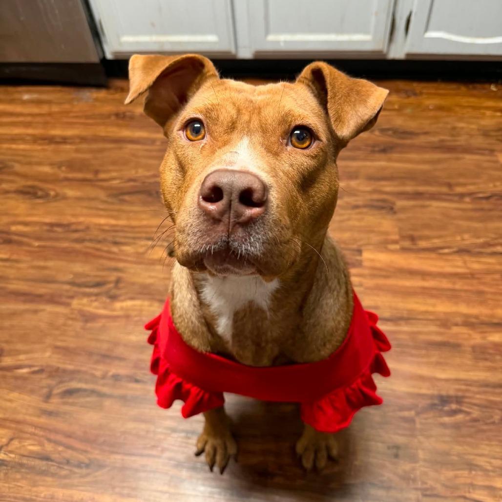 Enlarge Gingy, a Adoptable mixed breed in Jarrettsville, MD image 2/6