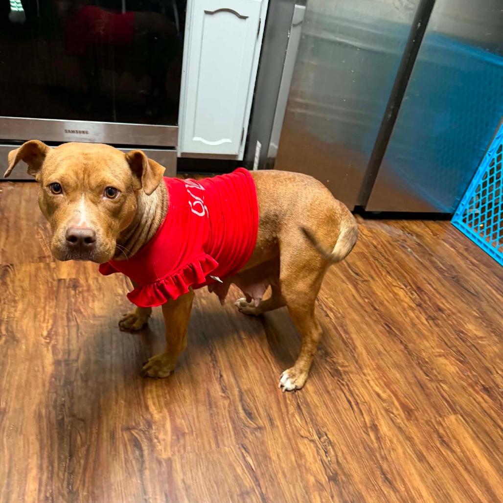 Enlarge Gingy, a Adoptable mixed breed in Jarrettsville, MD image 3/6