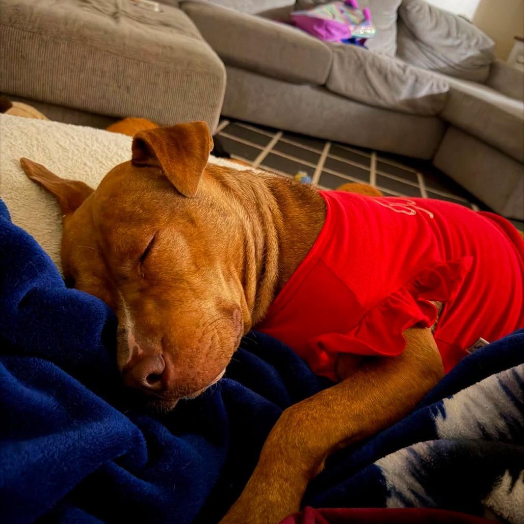 Enlarge Gingy, a Adoptable mixed breed in Jarrettsville, MD image 4/6