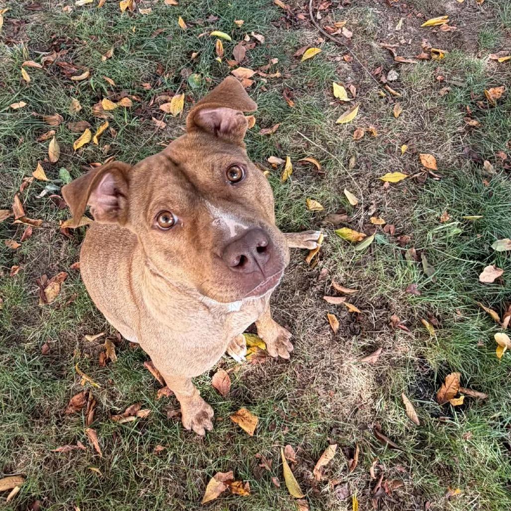 Enlarge Gingy, a Adoptable mixed breed in Jarrettsville, MD image 5/6