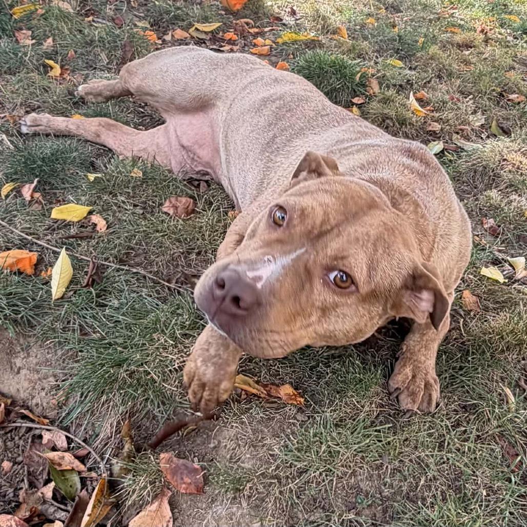 Enlarge Gingy, a Adoptable mixed breed in Jarrettsville, MD image 6/6