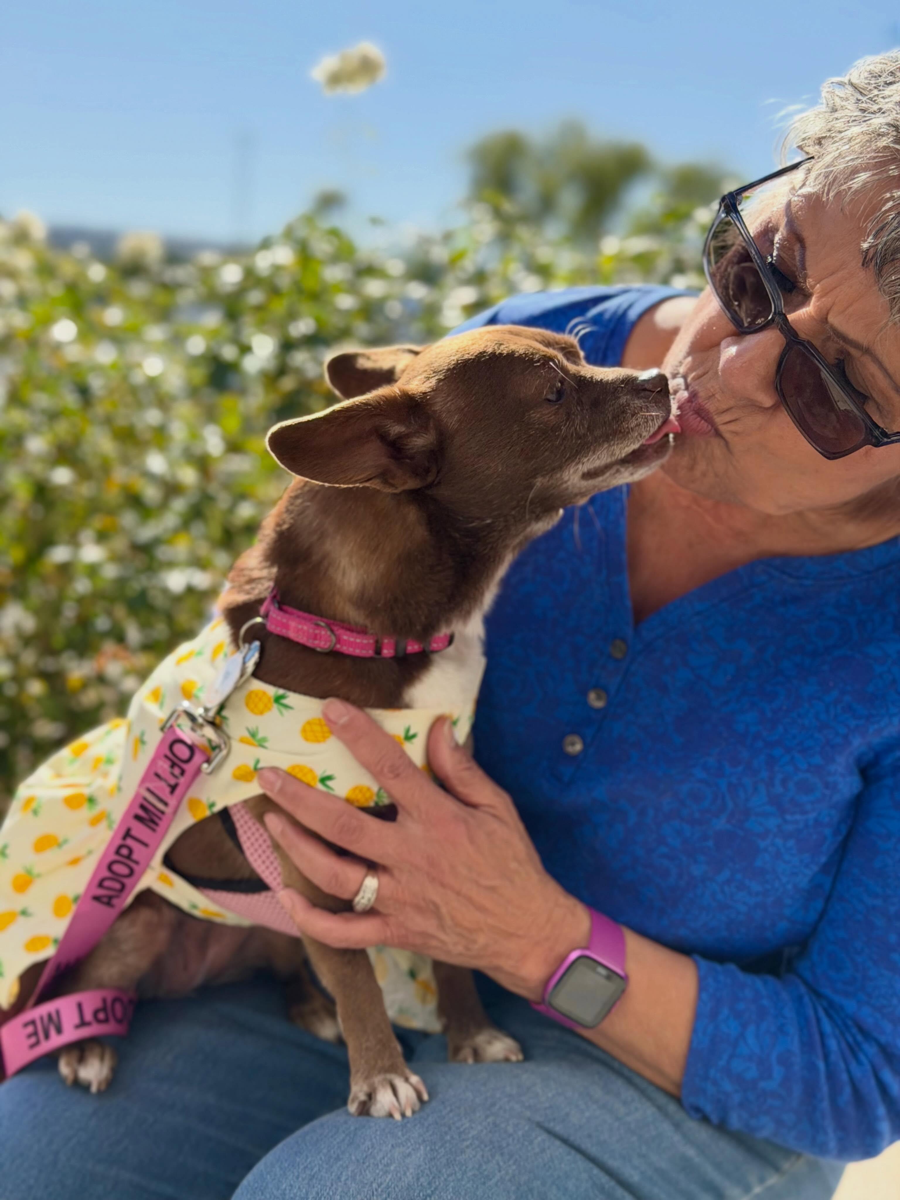 Vivienne-ADOPT Me, a ADOPTABLE Chihuahua in Redondo Beach, CA image 4/5