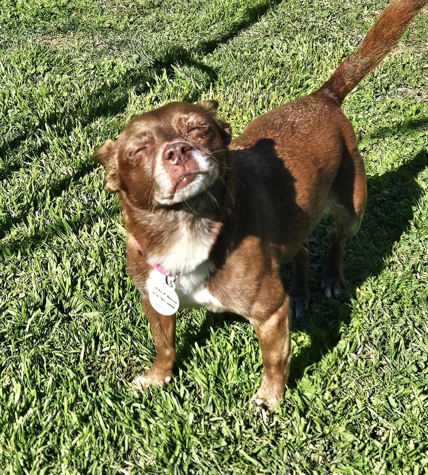 Vivienne-ADOPT Me, a ADOPTABLE Chihuahua in Redondo Beach, CA image 5/5