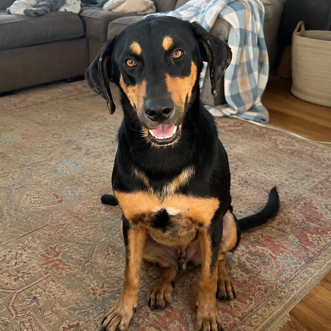 Enlarge Kringles, a Adoptable mixed breed in Encinitas, CA image 3/6