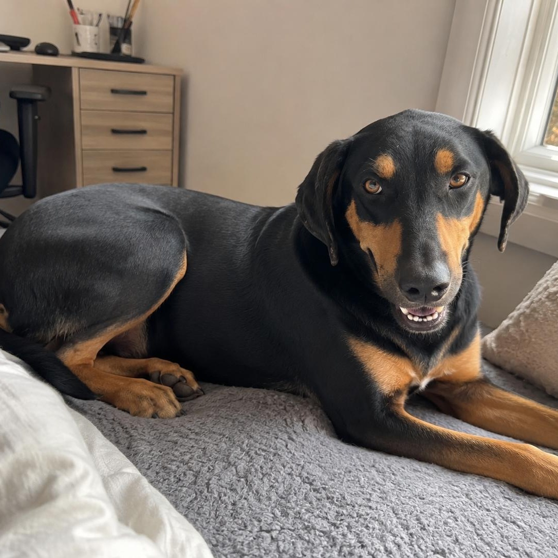 Enlarge Kringles, a Adoptable mixed breed in Encinitas, CA image 5/6